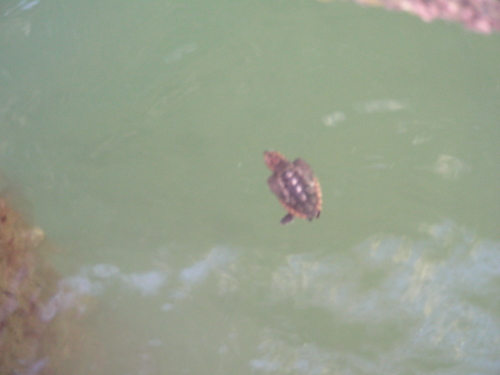 Loggerhead Sea Turtle photographed in North Carolina