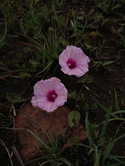 Ipomoea bathycolpos