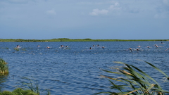 Netta erythrophthalma