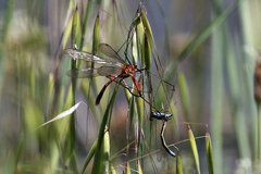 Harpobittacus australis
