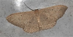 Cyclophora obstataria