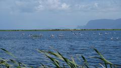 Netta erythrophthalma