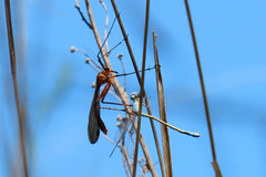 Harpobittacus australis