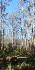 Eucalyptus delegatensis
