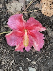 Thespesia grandiflora
