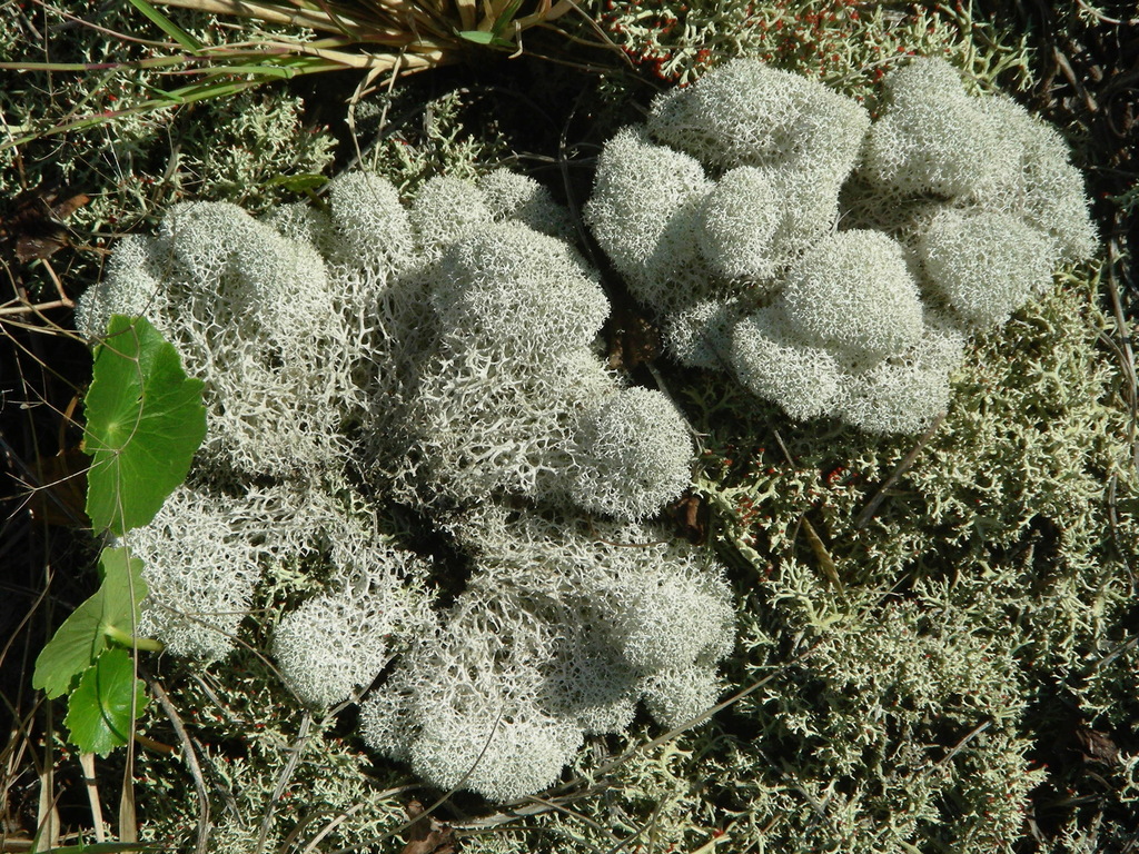Evans' Deer Moss