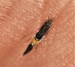 Cosmopterix heliactis