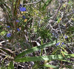 Dianella caerulea producta