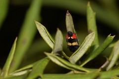 Castiarina bella