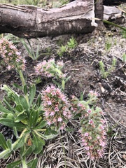 Echiostachys ecklonianus
