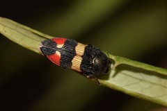 Castiarina bella