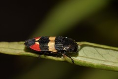 Castiarina bella