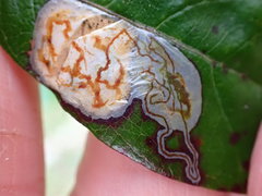 Parectopa bumeliella