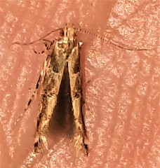 Anatrachyntis rileyi
