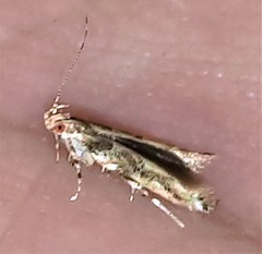 Anatrachyntis rileyi