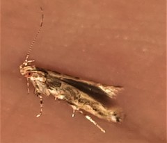 Anatrachyntis rileyi