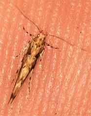 Anatrachyntis rileyi