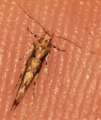 Anatrachyntis rileyi