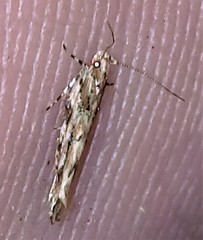 Anatrachyntis rileyi