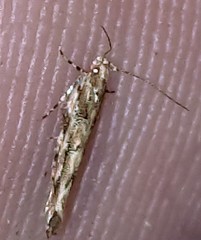 Anatrachyntis rileyi