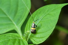 Nemophora decisella