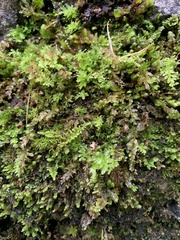 Plagiomnium undulatum