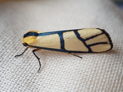 Anaphosia cyanogramma