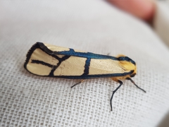 Anaphosia cyanogramma