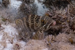 Goniistius rubrolabiatus