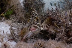 Goniistius rubrolabiatus