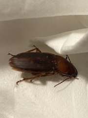 Trichotichnus vulpeculus