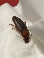 Trichotichnus vulpeculus