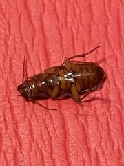 Trichotichnus vulpeculus