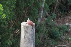 Columbina talpacoti