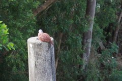 Columbina talpacoti