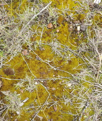Trichostomum brachydontium