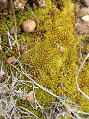 Trichostomum brachydontium