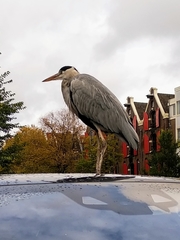 Ardea cinerea