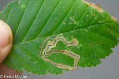 Stigmella lemniscella