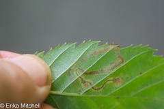 Stigmella lemniscella