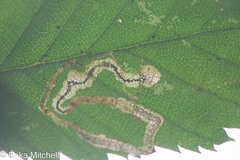 Stigmella lemniscella