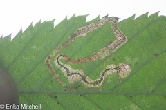 Stigmella lemniscella