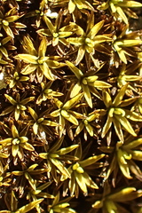 Hypodontium pomiforme