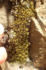 Hypodontium pomiforme