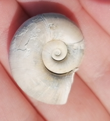 Planorbarius corneus