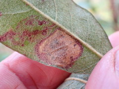 Parectopa bumeliella