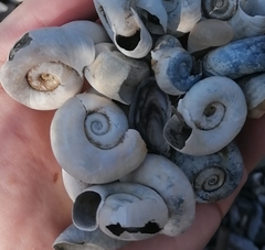 Planorbarius corneus