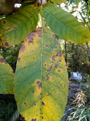 Ophiognomonia leptostyla