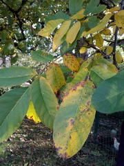 Ophiognomonia leptostyla
