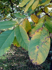Ophiognomonia leptostyla